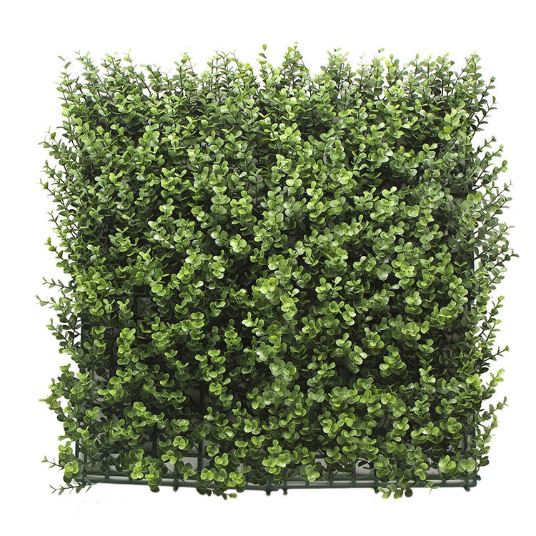 Buxus Natural