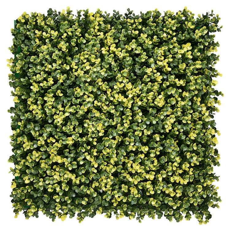 Buxus Geel