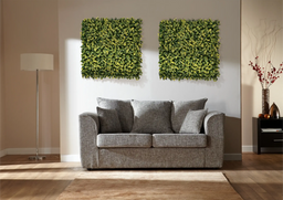Buxus Geel