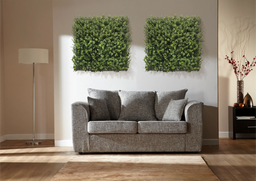 Buxus Natural